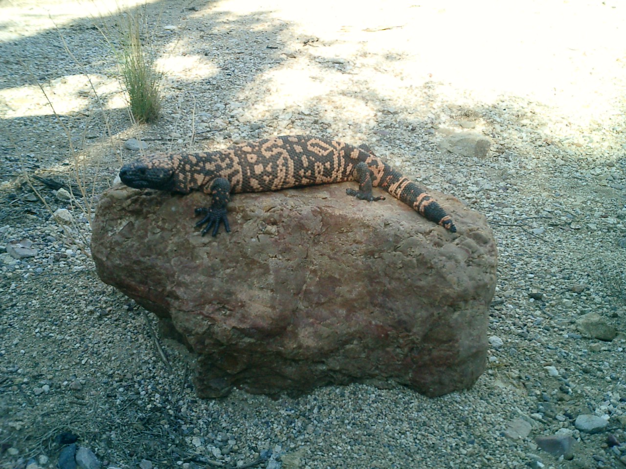 Gila Monster [436 Kb]